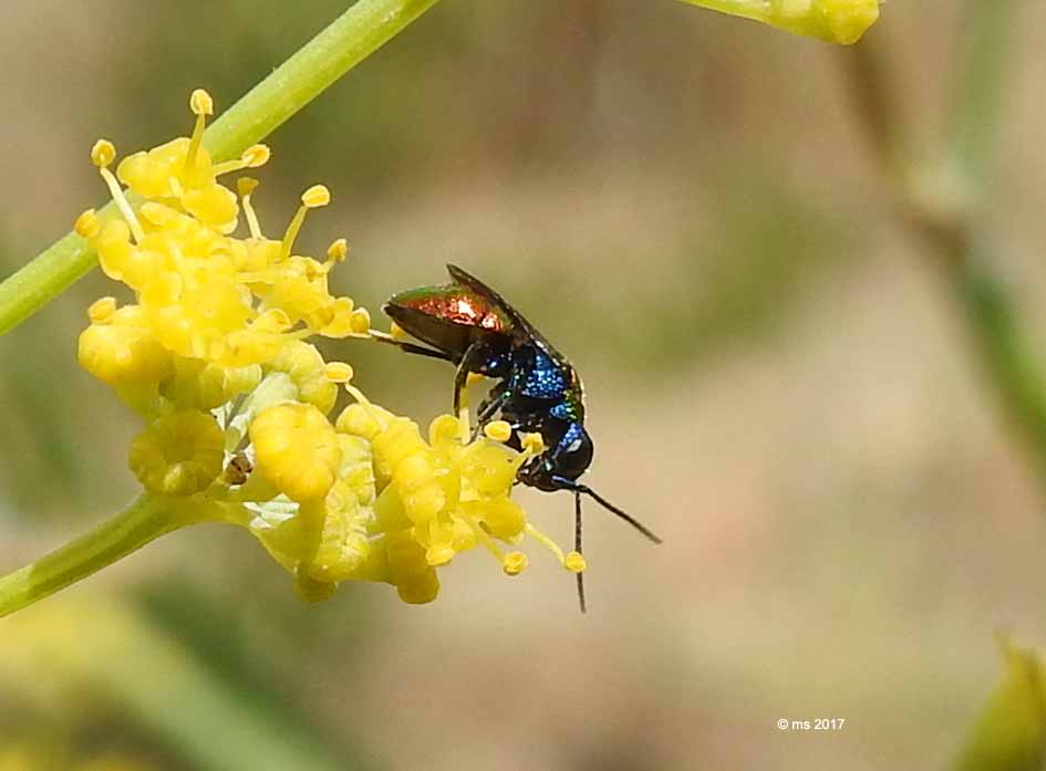 ID Chrysididae: Holopyga sp.